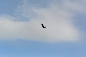 DSC_1610
